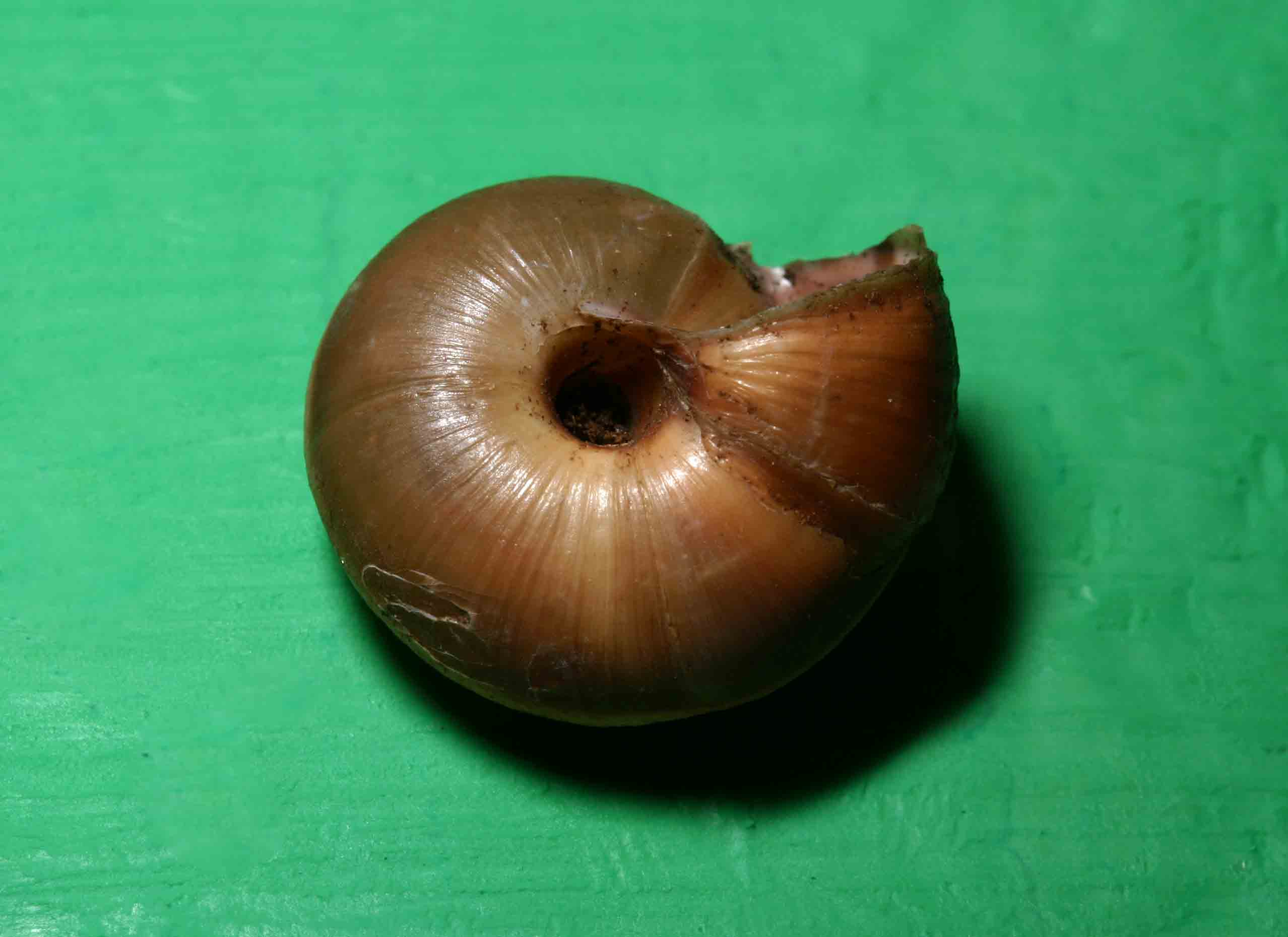 Chilostoma (Campylea) planospira (Lamarck, 1822)- Gran Sasso